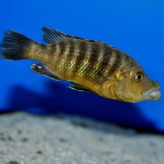 Abactochromis labrosus