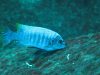 Labeotropheus fuelleborni (samec)