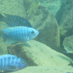 Labeotropheus fuelleborni (4)