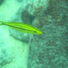 Dimidiochromis compressiceps