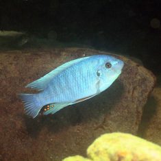 Labeotropheus fuelleborni (7)