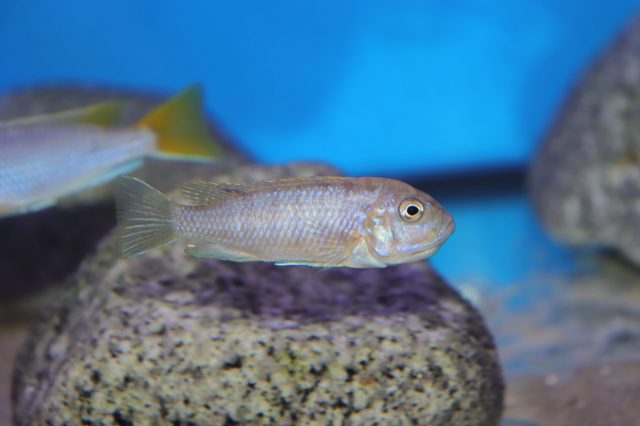 Cynotilapia zebroides (samice)