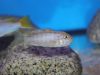 Cynotilapia zebroides (samice)