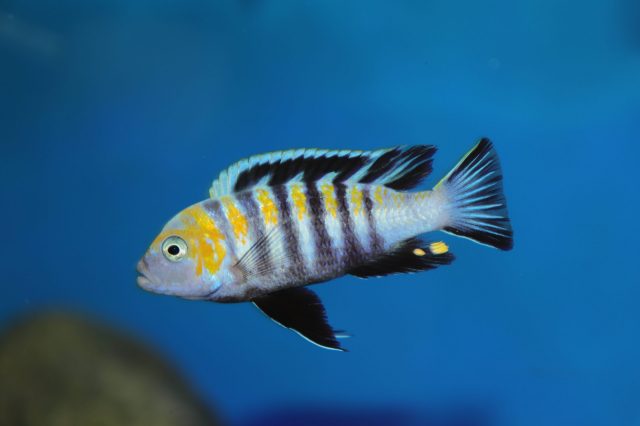 Cynotilapia zebroides (samec)
