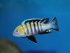 Cynotilapia zebroides (samec)