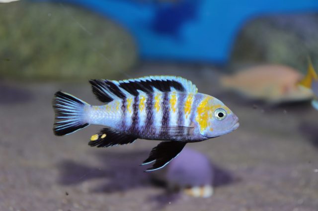 Cynotilapia zebroides