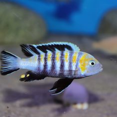 Cynotilapia zebroides