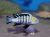 Cynotilapia zebroides