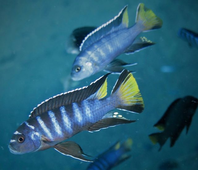 Chindongo sp. &#8218;elongatus mphanga&#8216;