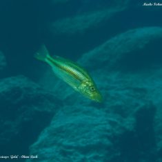 Dimidiochromis compressiceps