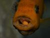 Metriaclima estherae Minos Reef (samice)