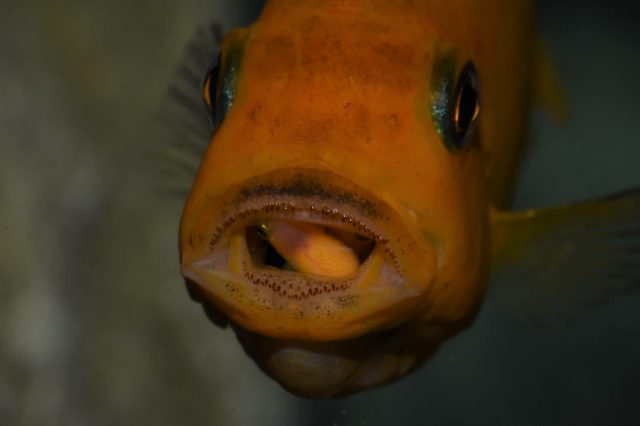Metriaclima estherae Minos Reef (samice)