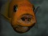Metriaclima estherae Minos Reef (samice)