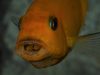 Metriaclima estherae Minos Reef (samice)