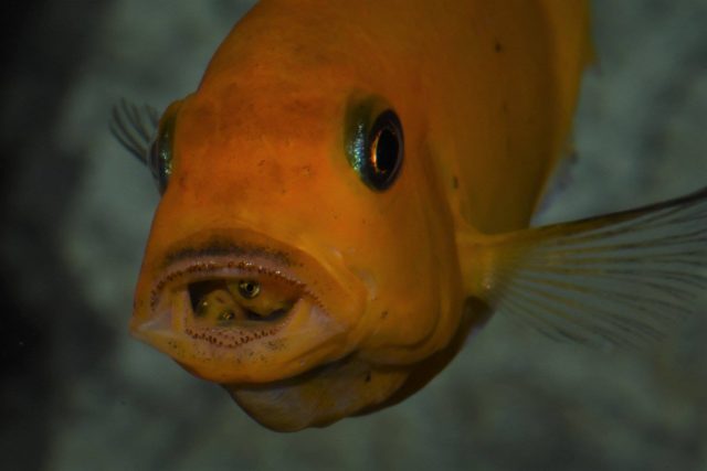 Metriaclima estherae Minos Reef (samice)