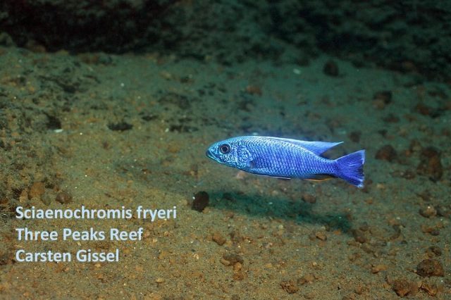 Sciaenochromis fryeri Three Peaks Reef (samec)