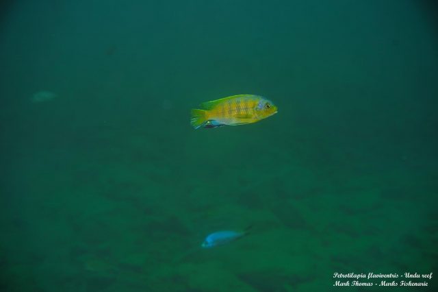 Petrotilapia flaviventris