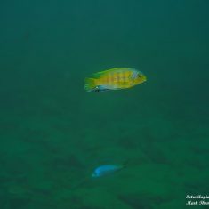 Petrotilapia flaviventris