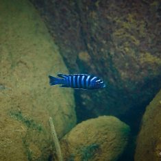 Cynotilapia zebroides