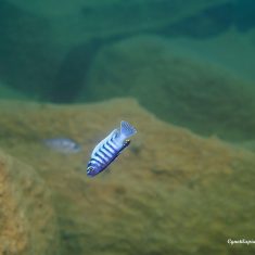 Cynotilapia zebroides
