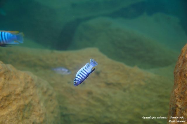Cynotilapia zebroides