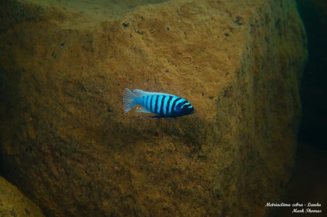 Metriaclima zebra (22)