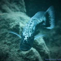 Tyrannochromis macrostoma