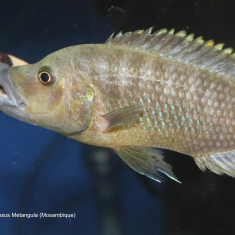Abactochromis labrosus