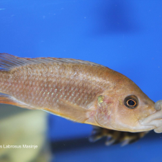 Abactochromis labrosus