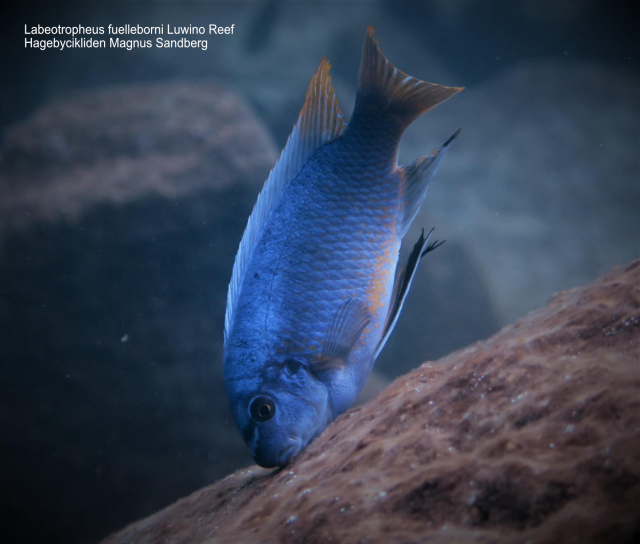 Labeotropheus fuelleborni Luwino Reef
