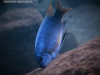Labeotropheus fuelleborni Luwino Reef