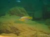 Petrotilapia flaviventris Undu Reef
