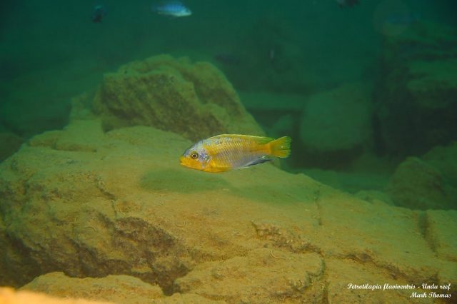 Petrotilapia flaviventris Undu Reef