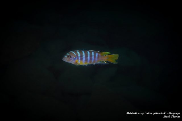 Metriaclima sp. 'zebra yellow tail' Magunga (samec)