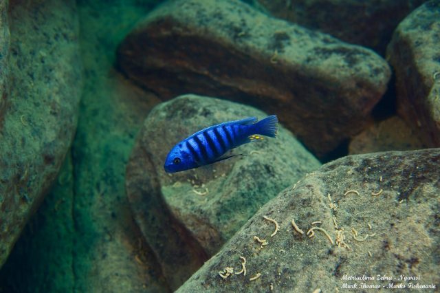 Metriaclima zebra Ngwazi