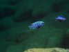 Metriaclima zebra Ngwazi