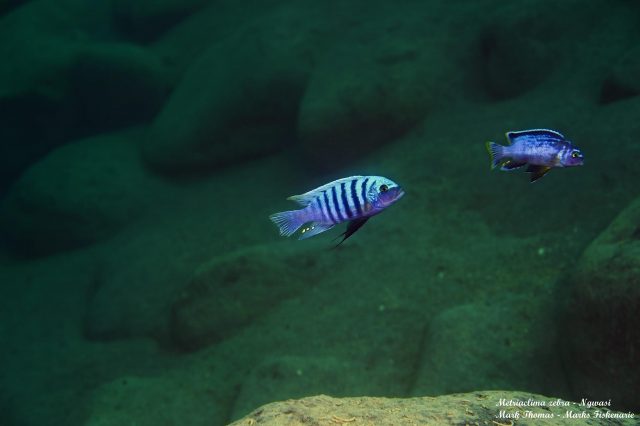 Metriaclima zebra Ngwazi