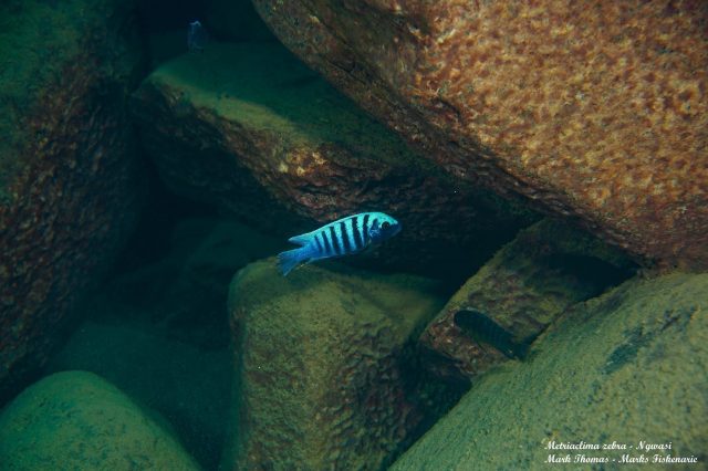 Metriaclima zebra (18)