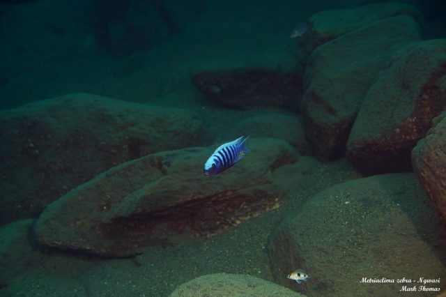 Metriaclima zebra Ngwazi