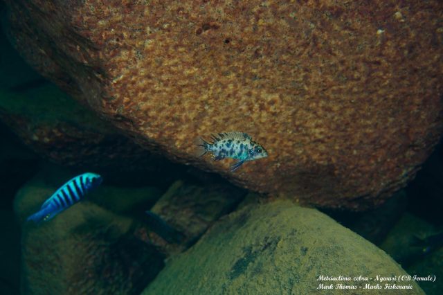 Metriaclima zebra Ngwazi