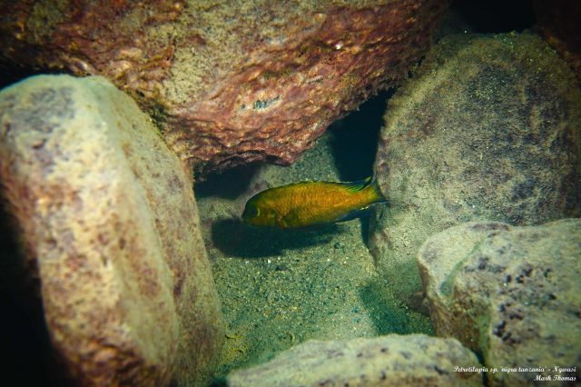 Petrotilapia sp. 'nigra tanzania' Ngwazi