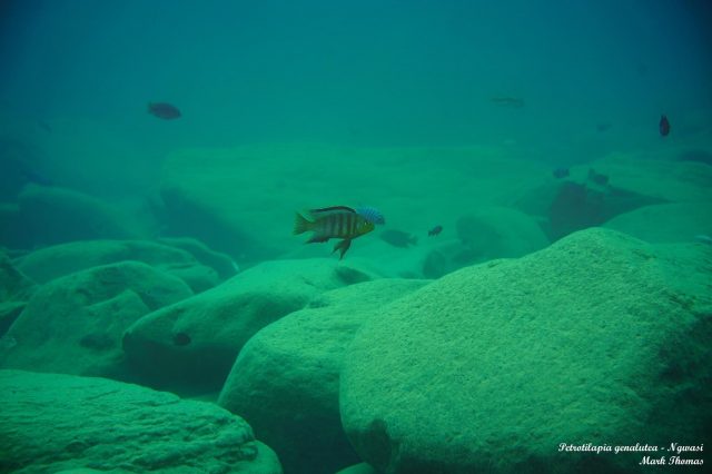 Petrotilapia genalutea Ngwazi