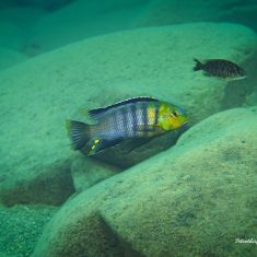 Petrotilapia genalutea
