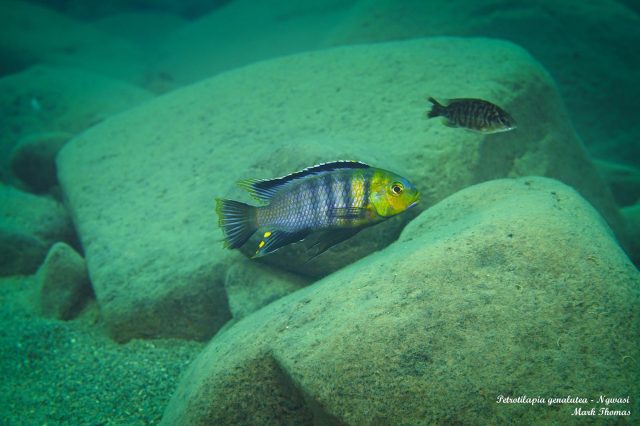 Petrotilapia genalutea
