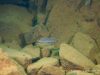 Pseudotropheus sp. ,perspicax‘