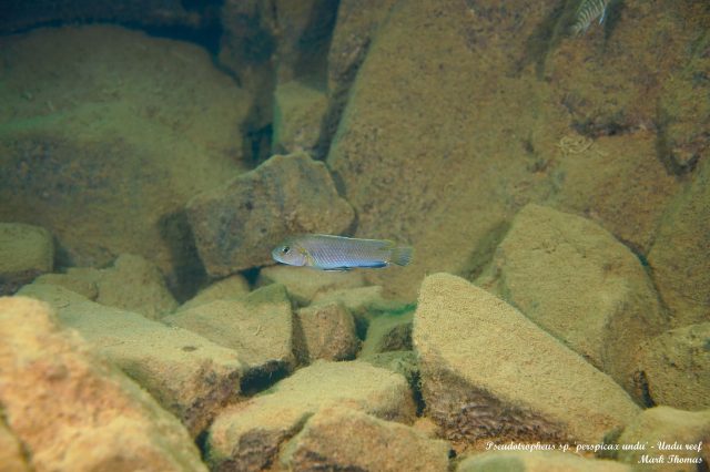 Pseudotropheus sp. ,perspicax&#8216;