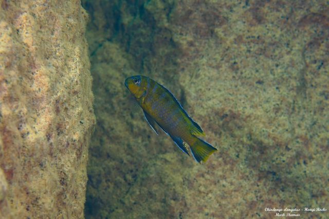 Chindongo elongatus