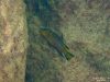 Chindongo elongatus