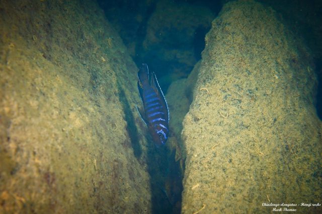 Chindongo elongatus Hongi Island