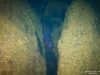 Chindongo elongatus Hongi Island